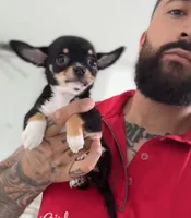 HARLEM, a female Chihuahua for sale in Cypress, TX – 1 of 5