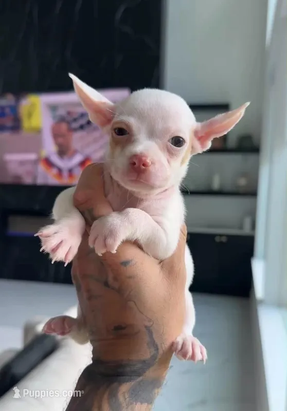 HULK – Chihuahua puppy for sale in Cypress, TX