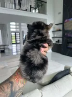 SAFARI, a male Yorkshire Terrier for sale in Cypress, TX – 3 of 8