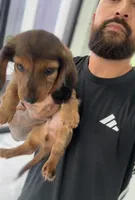 DR. PEP, a male Miniature Dachshund for sale in Cypress, TX – 5 of 6