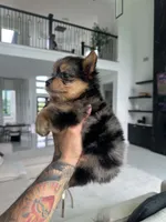 SAFARI, a male Yorkshire Terrier for sale in Cypress, TX – 4 of 8