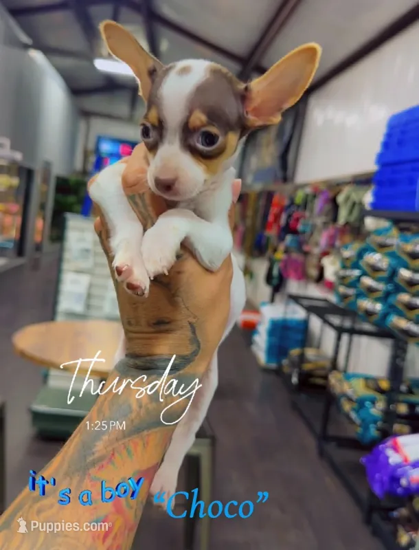 CHOCO – Chihuahua puppy for sale in Cypress, TX