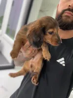 DR. PEP, a male Miniature Dachshund for sale in Cypress, TX – 3 of 6