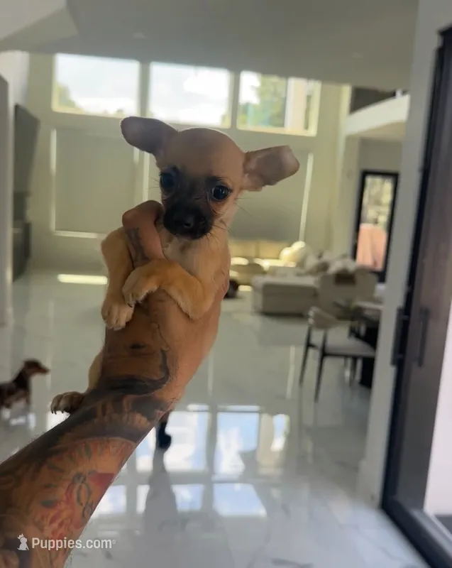 RED – Chihuahua puppy for sale in Cypress, TX