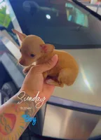 TACO BELL, a male Chihuahua for sale in Cypress, TX – 4 of 4
