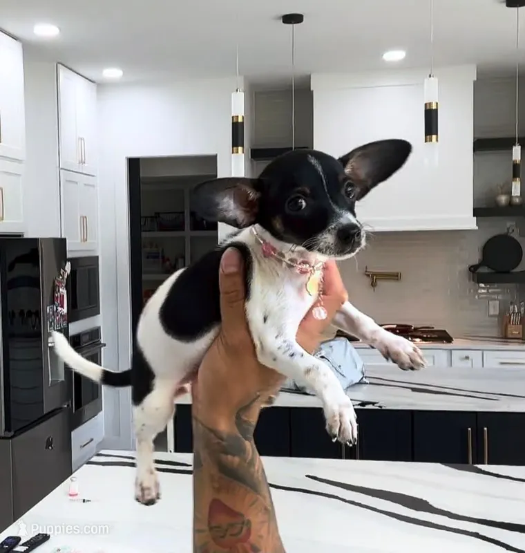 BUBBLES – Chihuahua puppy for sale in Cypress, TX