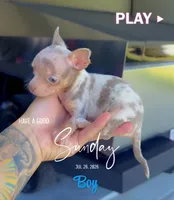 NACHO, a male Chihuahua for sale in Cypress, TX – 3 of 6