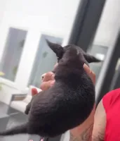 HARLEM, a female Chihuahua for sale in Cypress, TX – 5 of 5