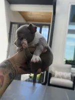 TOOTSIE, a female Chihuahua for sale in Cypress, TX – Photo 2 of 7