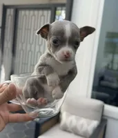 TOOTSIE, a female Chihuahua for sale in Cypress, TX – Photo 3 of 7