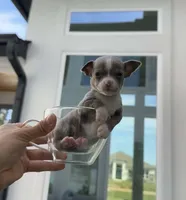 TOOTSIE, a female Chihuahua for sale in Cypress, TX – Photo 1 of 7