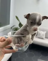 TOOTSIE, a female Chihuahua for sale in Cypress, TX – Photo 6 of 7