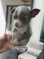 TOOTSIE, a female Chihuahua for sale in Cypress, TX – Photo 4 of 7