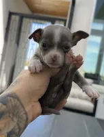 TOOTSIE, a female Chihuahua for sale in Cypress, TX – Photo 5 of 7