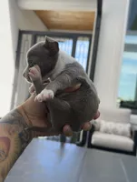 TOOTSIE, a female Chihuahua for sale in Cypress, TX – Photo 7 of 7