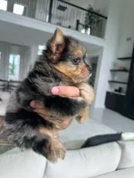 SAFARI, a male Yorkshire Terrier for sale in Cypress, TX – 5 of 8