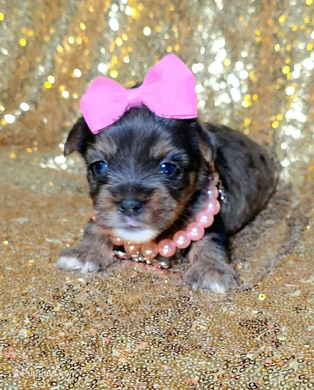 FiFi – Yorkshire Terrier puppy for sale in Cypress, TX