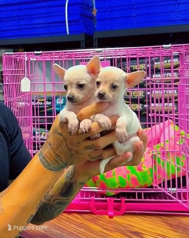 Sugar & Spice – Chihuahua puppy for sale in Cypress, TX