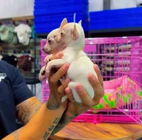 Sugar & Spice, a female Chihuahua for sale in Cypress, TX – Photo 3 of 5