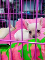 Sugar & Spice, a female Chihuahua for sale in Cypress, TX – Photo 5 of 5