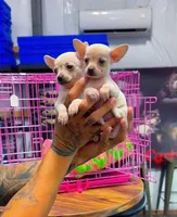 Sugar & Spice, a female Chihuahua for sale in Cypress, TX – Photo 4 of 5