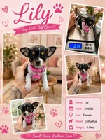 LILY, a female Chihuahua for sale in Cypress, TX – 1 of 1