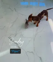 Piper, a male Chihuahua for sale in Cypress, TX – 6 of 6