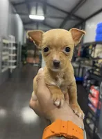 ROXY, a female Chihuahua for sale in Cypress, TX – Photo 2 of 6