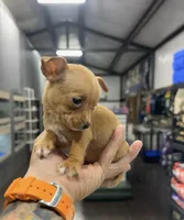 ROXY, a female Chihuahua for sale in Cypress, TX – Photo 5 of 6