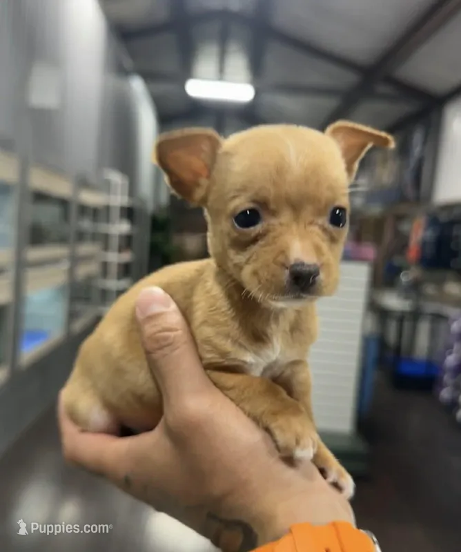 ROXY, a female Chihuahua for sale in Cypress, TX – Photo 1 of 6