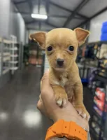 ROXY, a female Chihuahua for sale in Cypress, TX – Photo 3 of 6