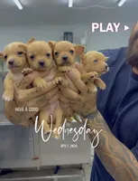 ROXY, a female Chihuahua for sale in Cypress, TX – Photo 4 of 6