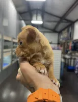 ROXY, a female Chihuahua for sale in Cypress, TX – Photo 6 of 6