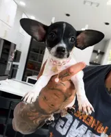 BUBBLES, a female Chihuahua for sale in Cypress, TX – 4 of 8
