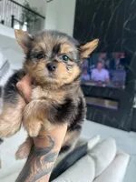 SAFARI, a male Yorkshire Terrier for sale in Cypress, TX – 7 of 8