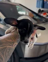 BUBBLES, a female Chihuahua for sale in Cypress, TX – 6 of 8