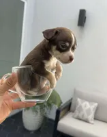 TOKYO, a female Chihuahua for sale in Cypress, TX – Photo 3 of 7