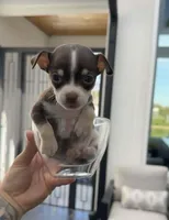 TOKYO, a female Chihuahua for sale in Cypress, TX – Photo 5 of 7