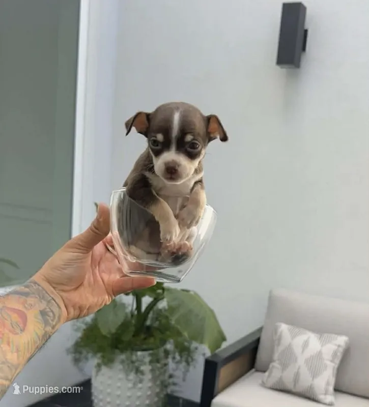 TOKYO, a female Chihuahua for sale in Cypress, TX – Photo 1 of 7