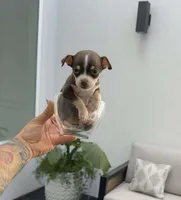 TOKYO, a female Chihuahua for sale in Cypress, TX – Photo 1 of 7