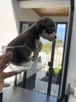 TOKYO, a female Chihuahua for sale in Cypress, TX – Photo 7 of 7