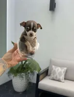 TOKYO, a female Chihuahua for sale in Cypress, TX – Photo 6 of 7
