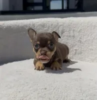 SAUCE, a male Chihuahua for sale in Cypress, TX – Photo 6 of 7