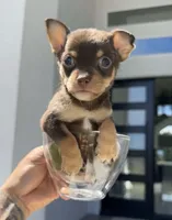 SAUCE, a male Chihuahua for sale in Cypress, TX – Photo 5 of 7