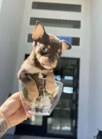 SAUCE, a male Chihuahua for sale in Cypress, TX – Photo 3 of 7