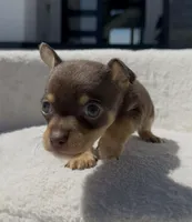 SAUCE, a male Chihuahua for sale in Cypress, TX – Photo 2 of 7
