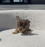 SAUCE, a male Chihuahua for sale in Cypress, TX – Photo 4 of 7