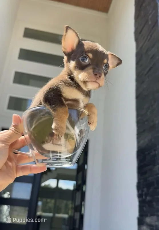 SAUCE – Chihuahua puppy for sale in Cypress, TX