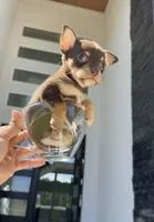 SAUCE, a male Chihuahua for sale in Cypress, TX – Photo 1 of 7