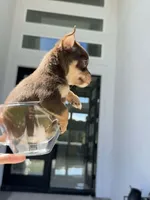 SAUCE, a male Chihuahua for sale in Cypress, TX – Photo 7 of 7